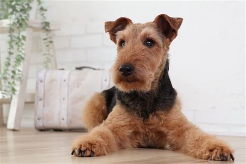 Objetivo híbrido Canon RF-S 18-150 mm f/3,5-6,3 IS STM - Imagen de 6